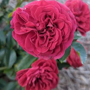 ROSA `TRUE LOVE`