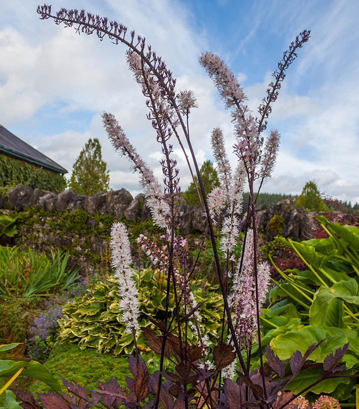 ACTAEA `PINK SPIKE` (CIMICIFUGA)