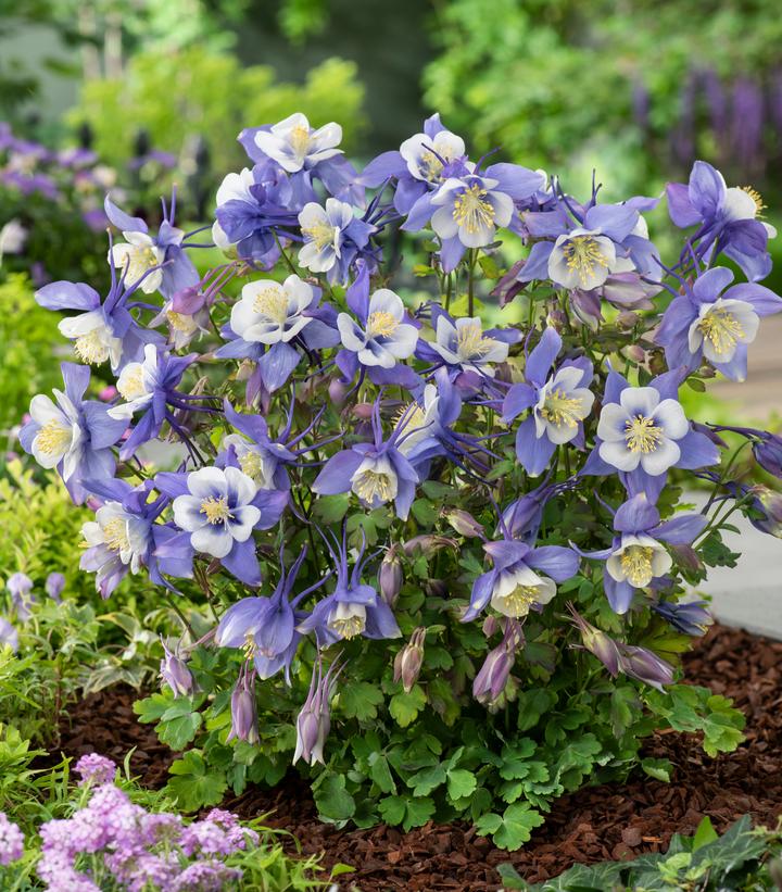 AQUILEGIA EARLYBIRD `BLUE WHITE`