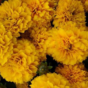 COREOPSIS SOLANNAT GOLDEN SPHERE