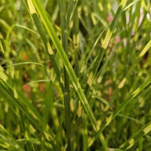 MISCANTHUS SINENSIS `HIGH FREQUENCY` (STERILE)