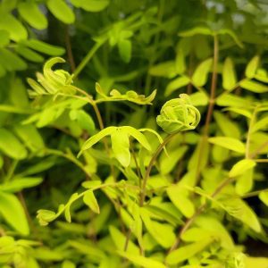 OSMUNDA REGALIS/ROYAL FERN