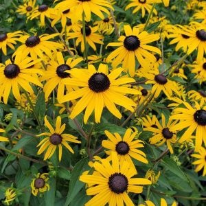 RUDBECKIA FULGIDA `GOLDBLITZ`