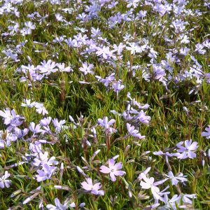 PHLOX SUBULATA `EMERALD BLUE`