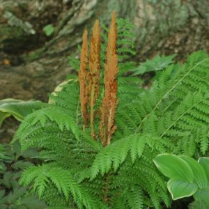 FERN