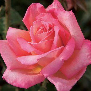 ROSE -GARDEN
