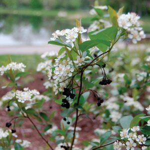 SHRUB -DECIDUOUS