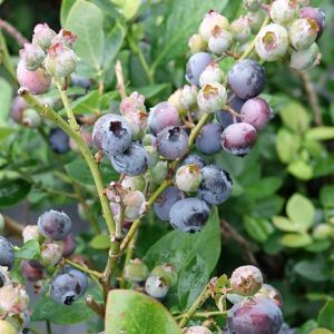 SHRUB/VINE -FRUIT