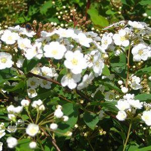 SPIRAEA VANHOUTTEI `RENAISSANCE`