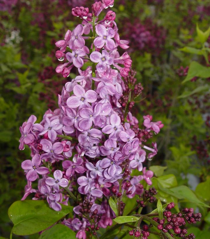 SYRINGA X HYACINTH. `POCAHONTAS`