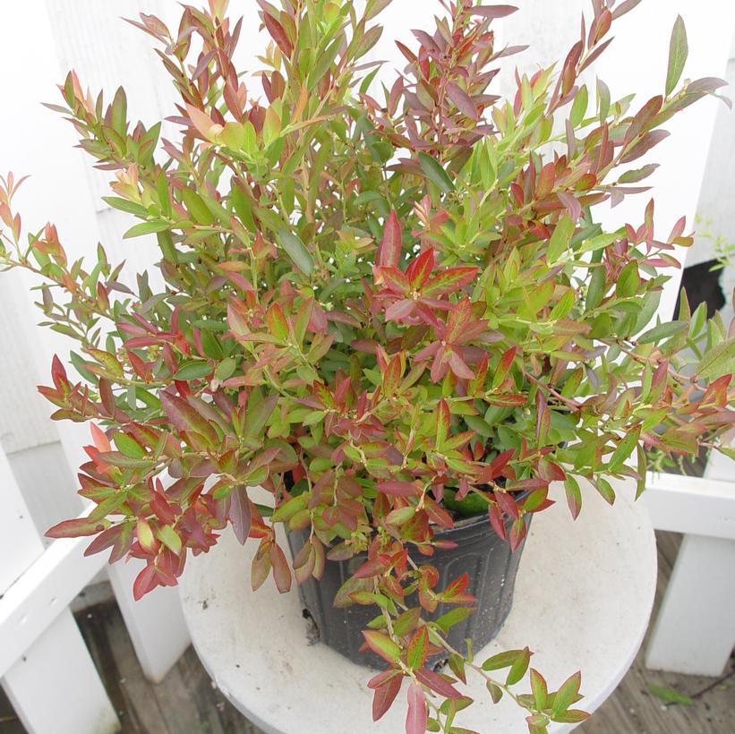VACCINIUM ANGUSTIFOLIUM `BURGUNDY`
