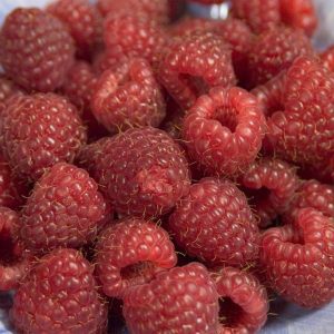 RUBUS `HERITAGE`