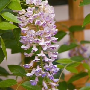 WISTERIA MACROSTACHYA `SUMMER CASCADE`