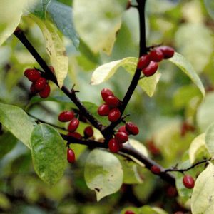 LINDERA BENZOIN