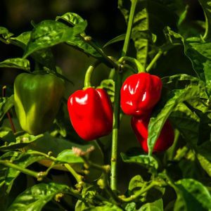 PEPPER `RED HABANERO` (HOT HABANERO)