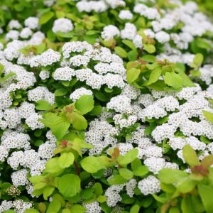 SPIRAEA BETULIFOLIA `GLOW GIRL`
