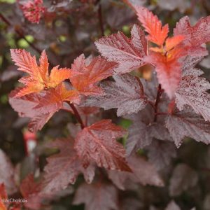 PHYSOCARPUS OP. `GINGER WINE`