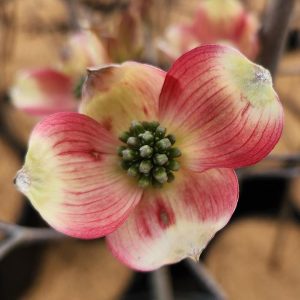 CORNUS FLORIDA `CHEROKEE BRAVE`