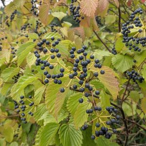 VIBURNUM DENTATUM