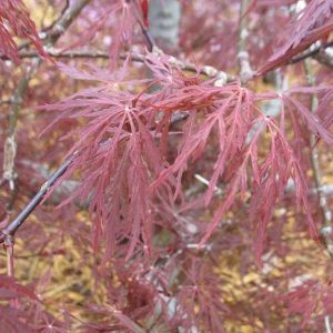 ACER PAL. DIS. `RED DRAGON`