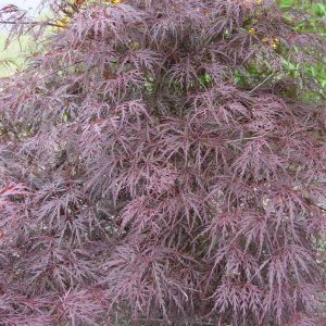ACER PAL. DIS. `TAMUKEYAMA`
