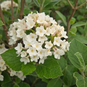 VIBURNUM CARLESII `SUGAR `N SPICE`