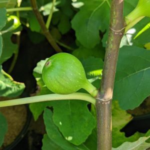 FICUS CARICA `VERNS BROWN TURKEY`