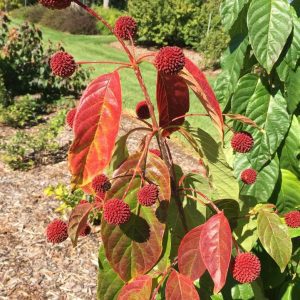 CEPHALANTHUS OCCIDENTALIS `CRIMSON COMETS`