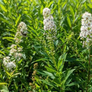 SPIRAEA ALBA VAR. LATIFOLIA
