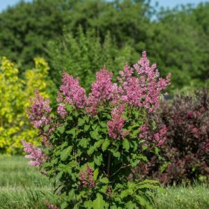 SYRINGA X PRESTONIAE `PINKTINI`