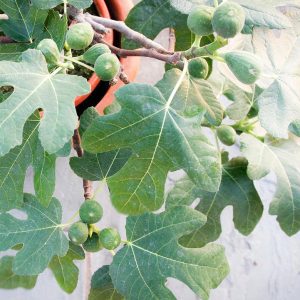 FICUS CARICA `FIGNOMINAL`