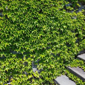 PARTHENOCISSUS TRICUSPIDATA