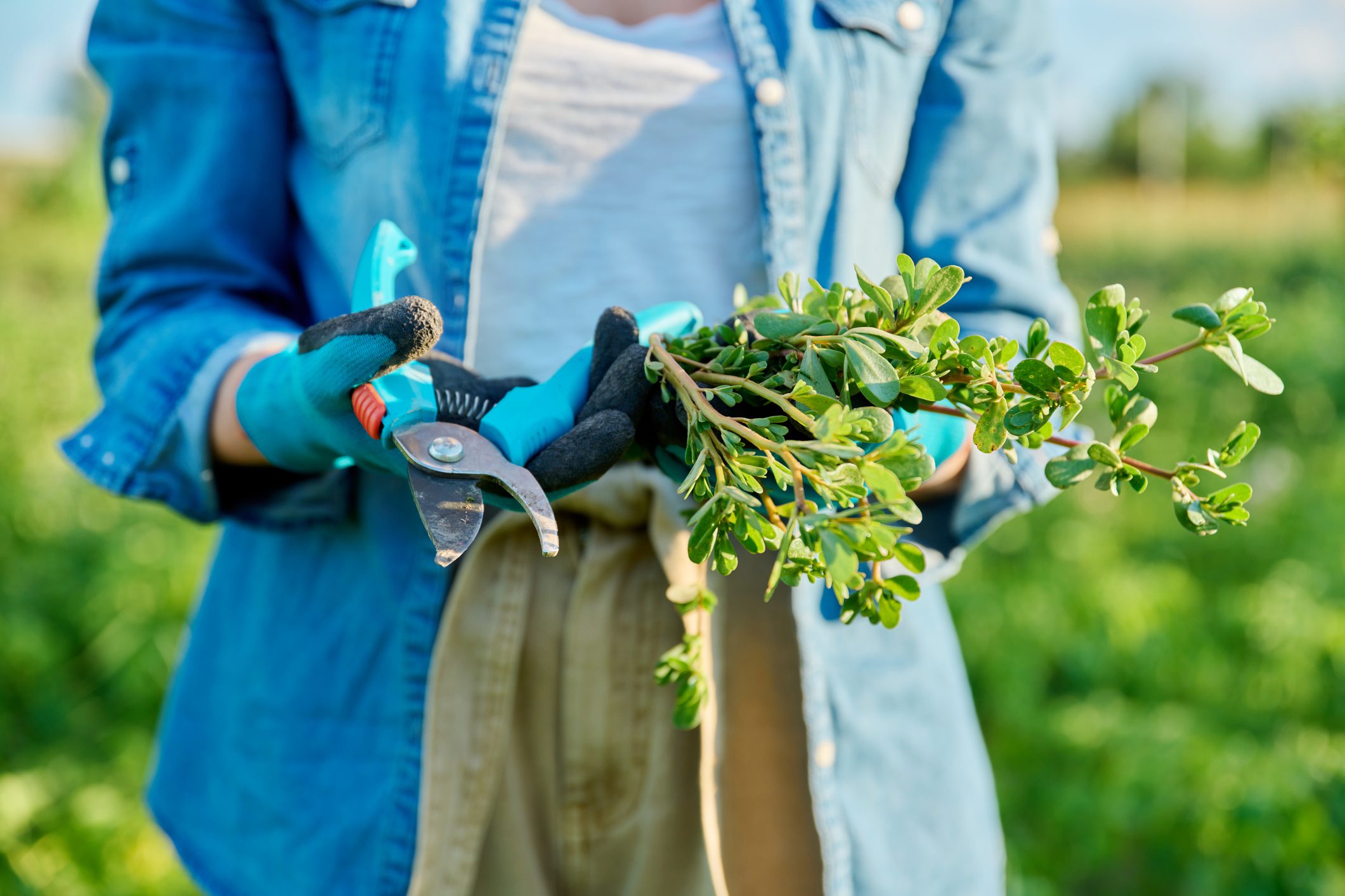 Pruning Basics: What (and What Not) to Cut Back in Fall - Flower Power ...