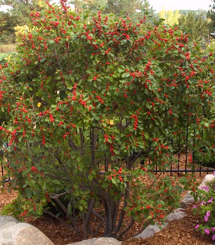 ILEX VERTICILLATA `WILDFIRE`
